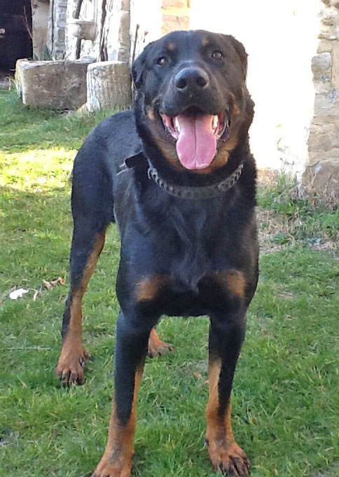  beadomainedelalicorne.fr Elevage de beauceron chiot beauceron pure race élevage du clos de la licorne elevage des gardiens de la licorne elevage beauceron noir et feu authentique gros gabarits élevage de Beauceron familial sérieux et qualité domainedelalicorne.fr suivi des chiots conseil d’éducation chiot propre bas rouge santé caractère spécialiste du beauceron noir et feu ou arlequin chien rustique berger de France  nos chiots sont élevés avec amour et attention notre passion au service de la qualité Beauceron de qualité et sportif domaine de la licorne 04380 BARRAS élevage en liberté éleveur berger de beauce élevage de beauceron de travail 